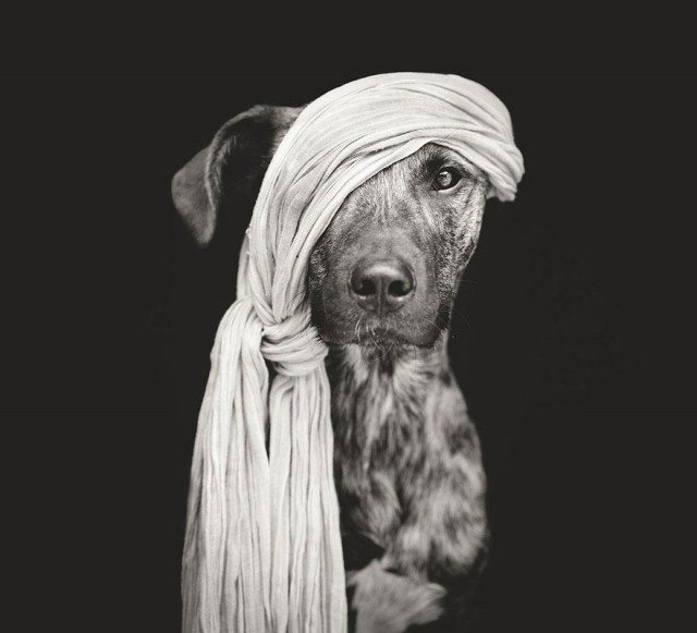 RGB_vn_photography_Dog-Portraits-by-Elke-Vogelsang4